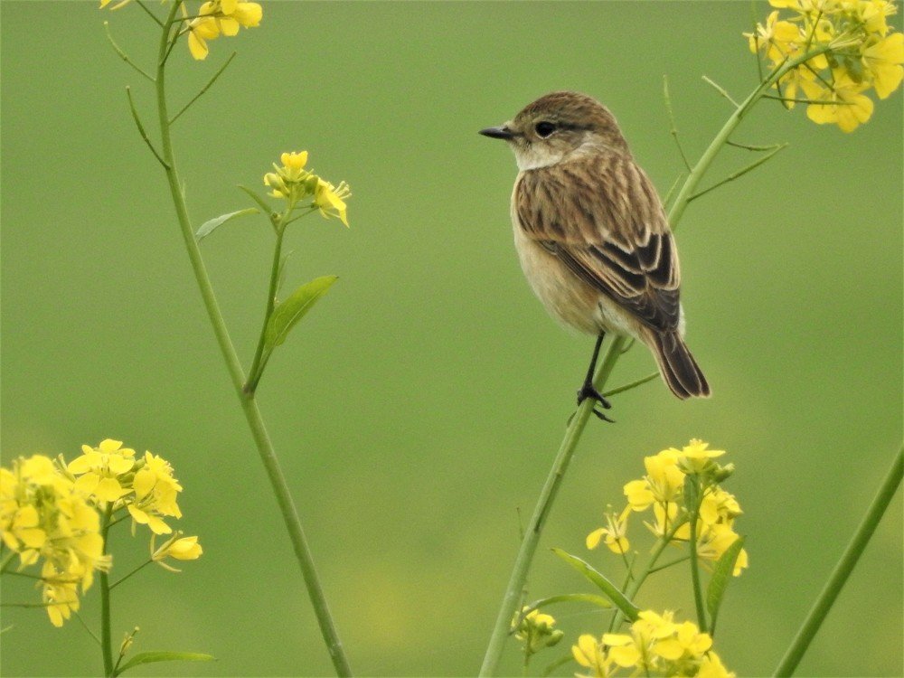 Photograph by Rajeev Sinha