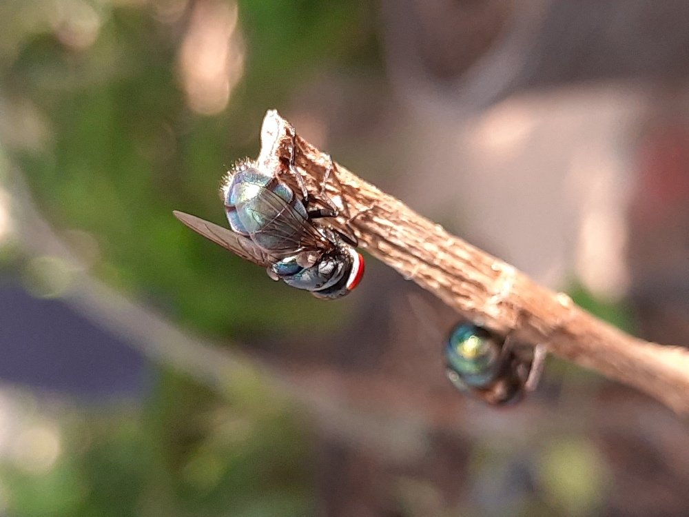 House fly