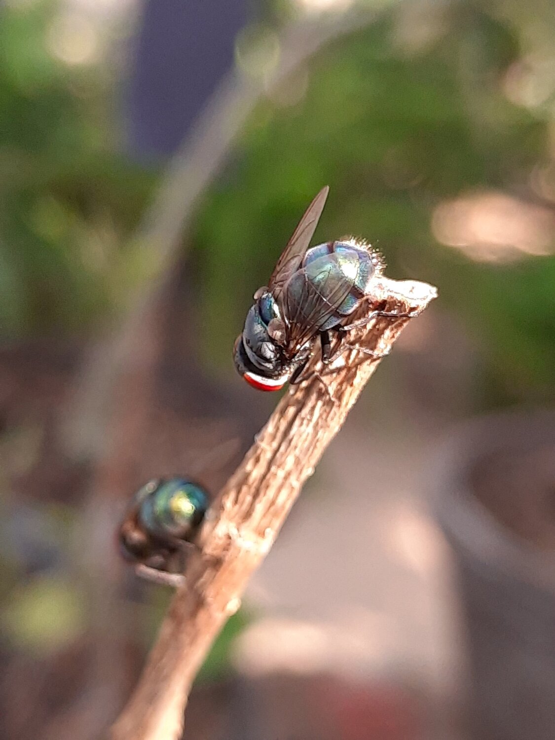 House fly