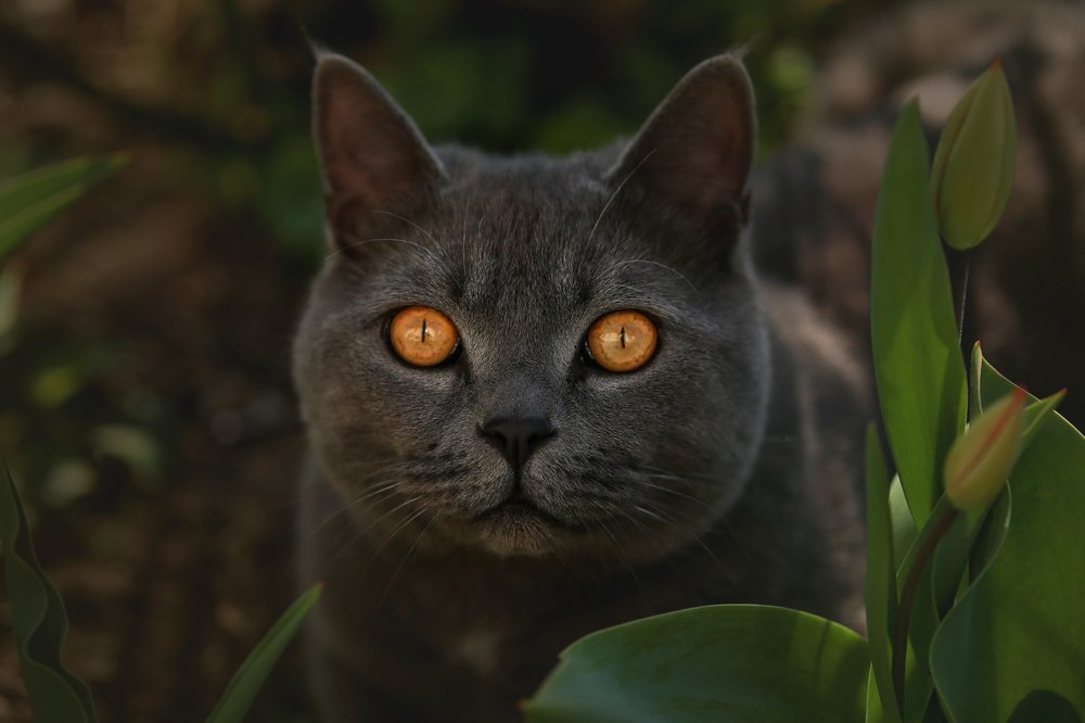 Photograph by Евгения Дахлова