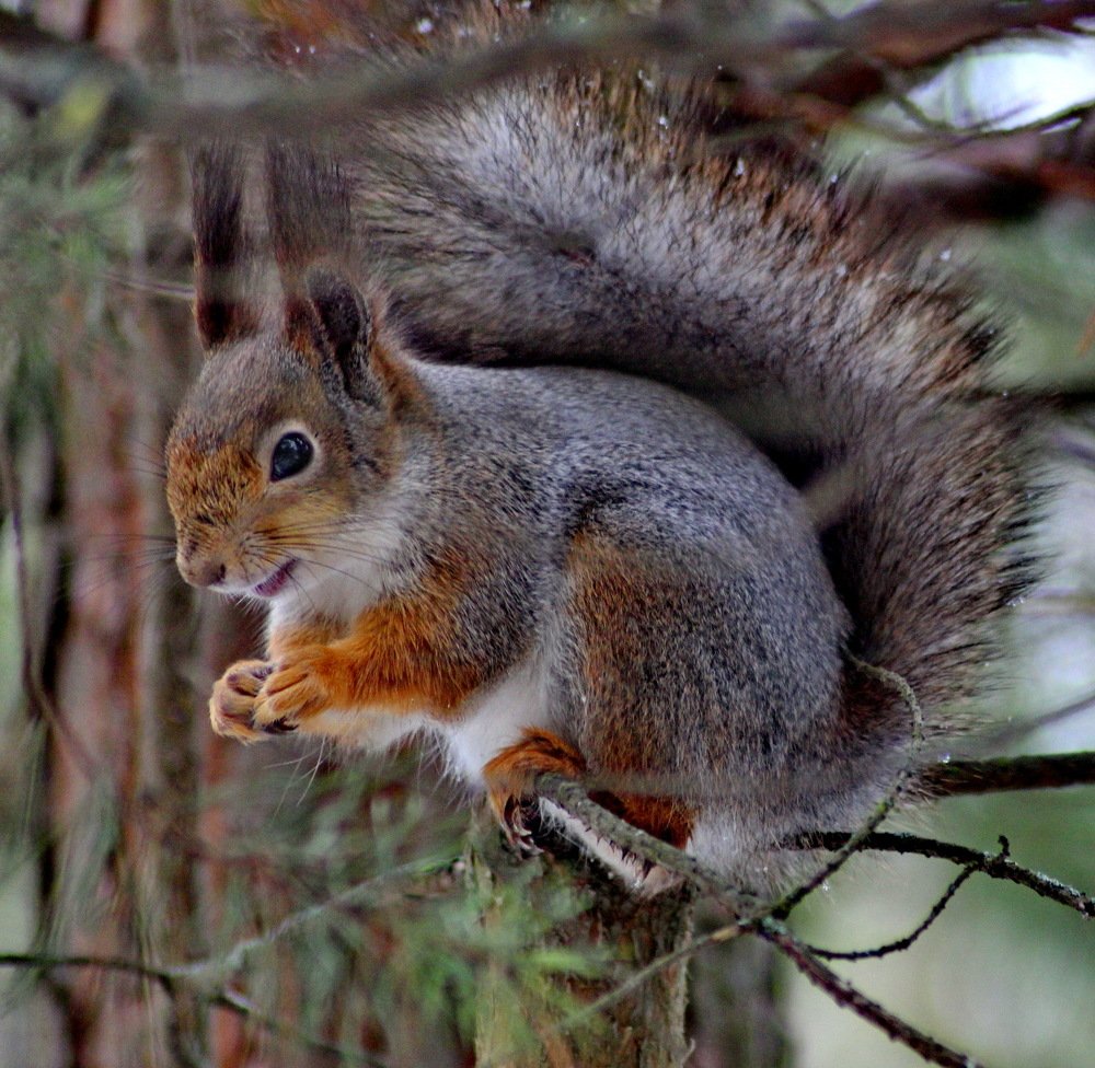 Photograph by Николай Николаевич Леухин