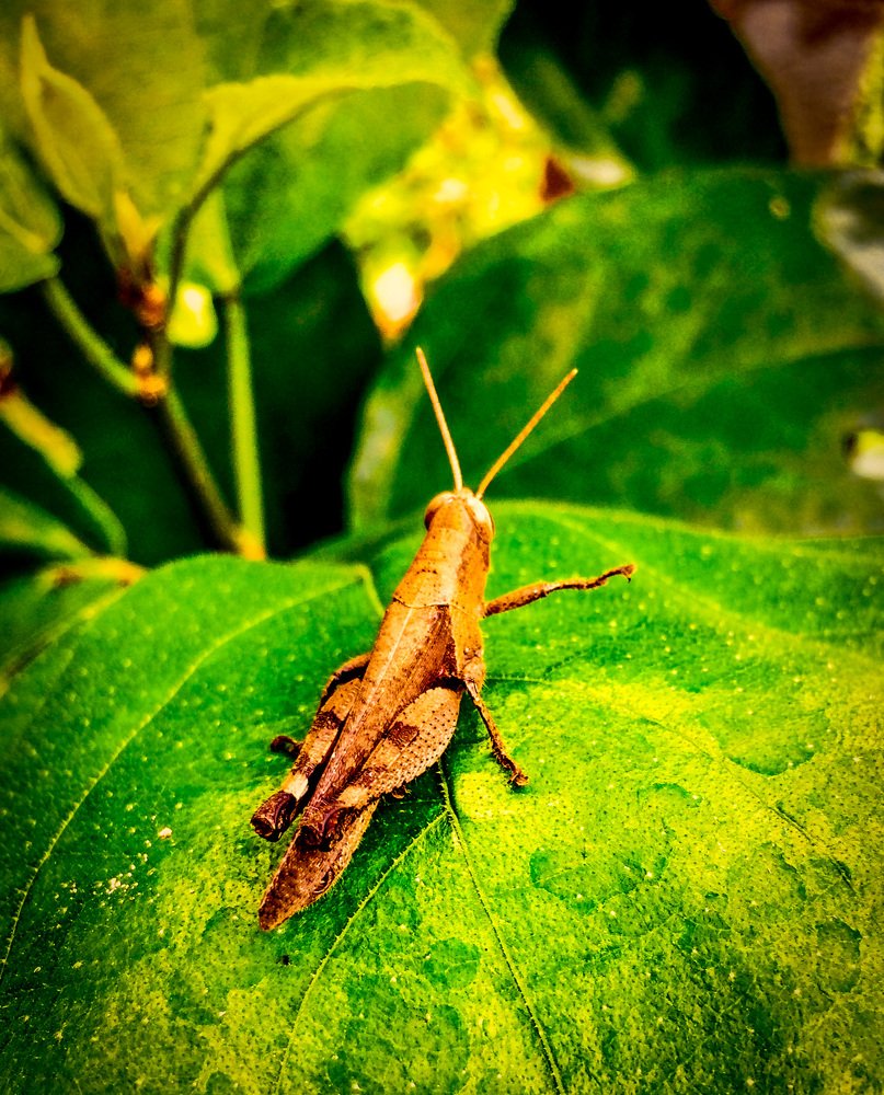 Le cricket