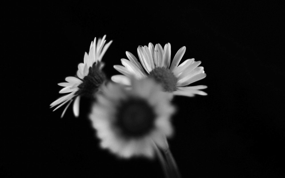 White spring petals