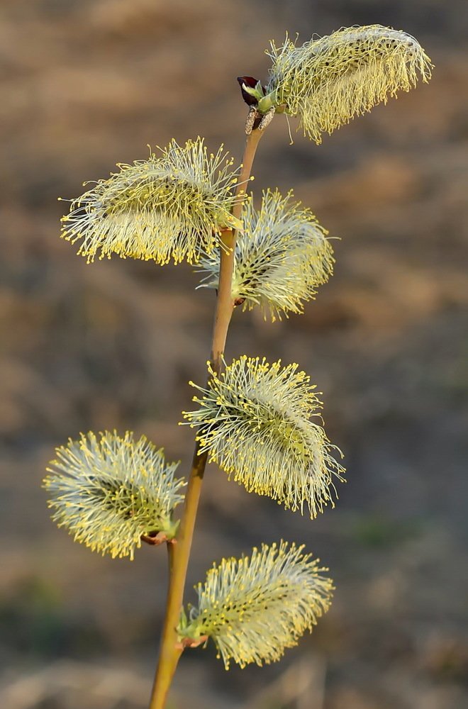 Photograph by НИНА АВЕРЬЯНОВА