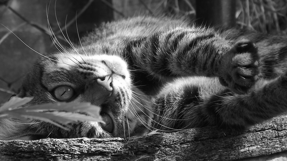 Photo #4550931
