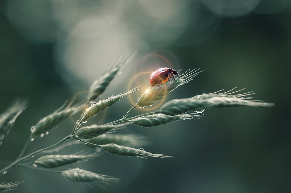 Photograph by Наталья Алещенко