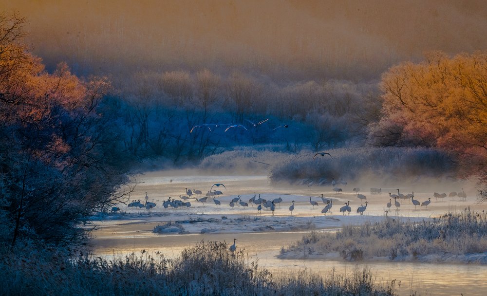 red head crane flying off in early misty winter morning