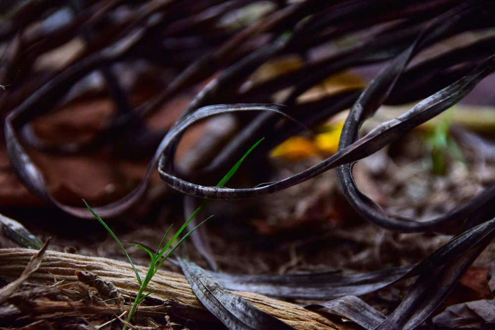 Photograph by ARTURO CRISANTO