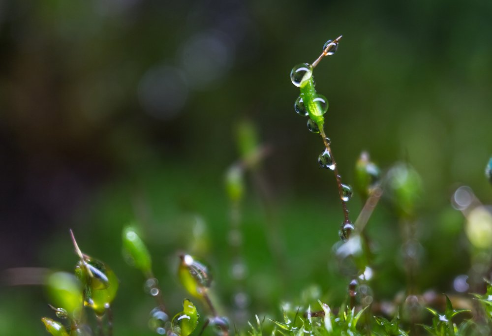 Весенее утро