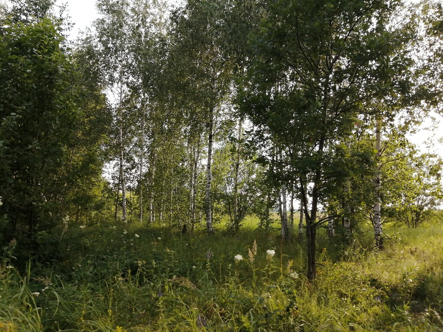 Photo #4552020