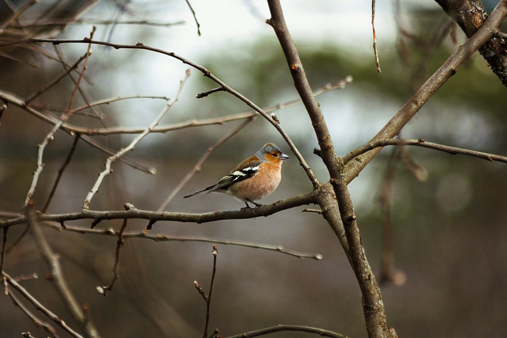 Photograph by Даша Ревинна