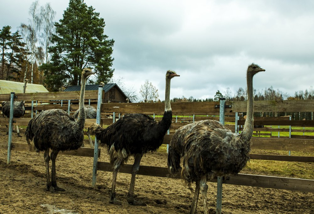 Photograph by ILONA KILA