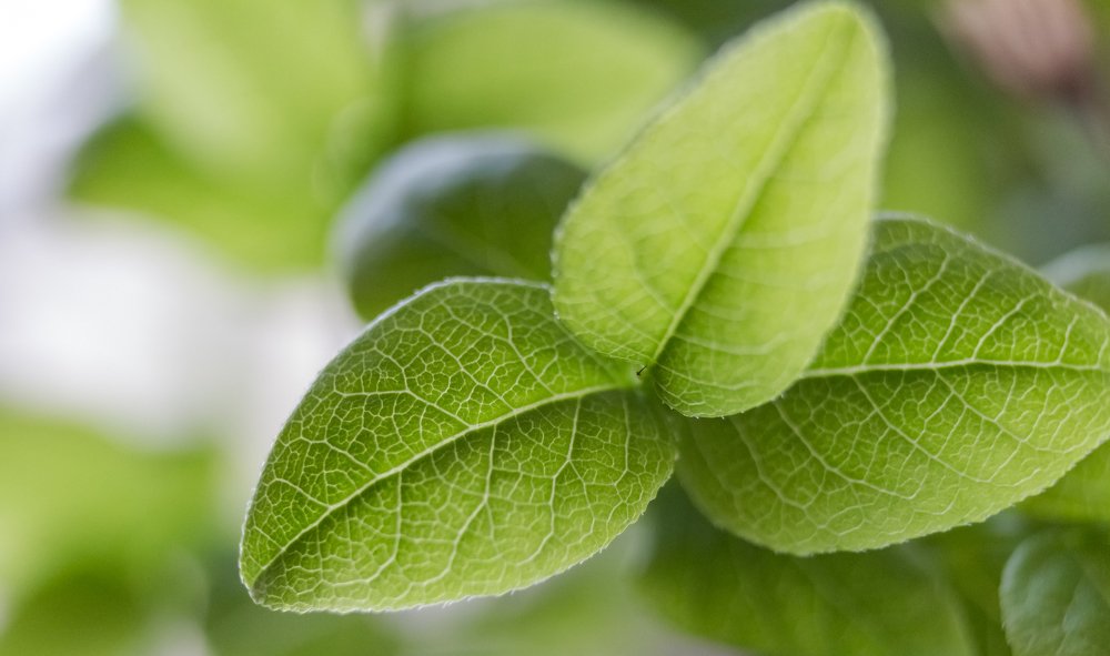 Photograph by Андрей Савицкий