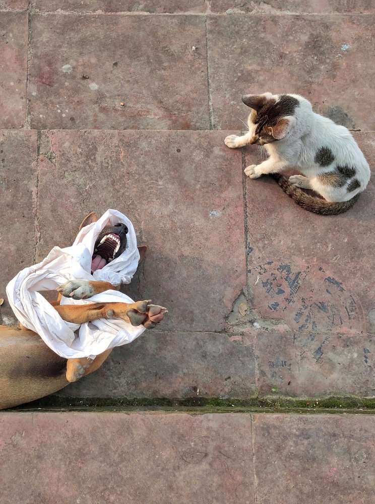 Photograph by Debratna Ghosh