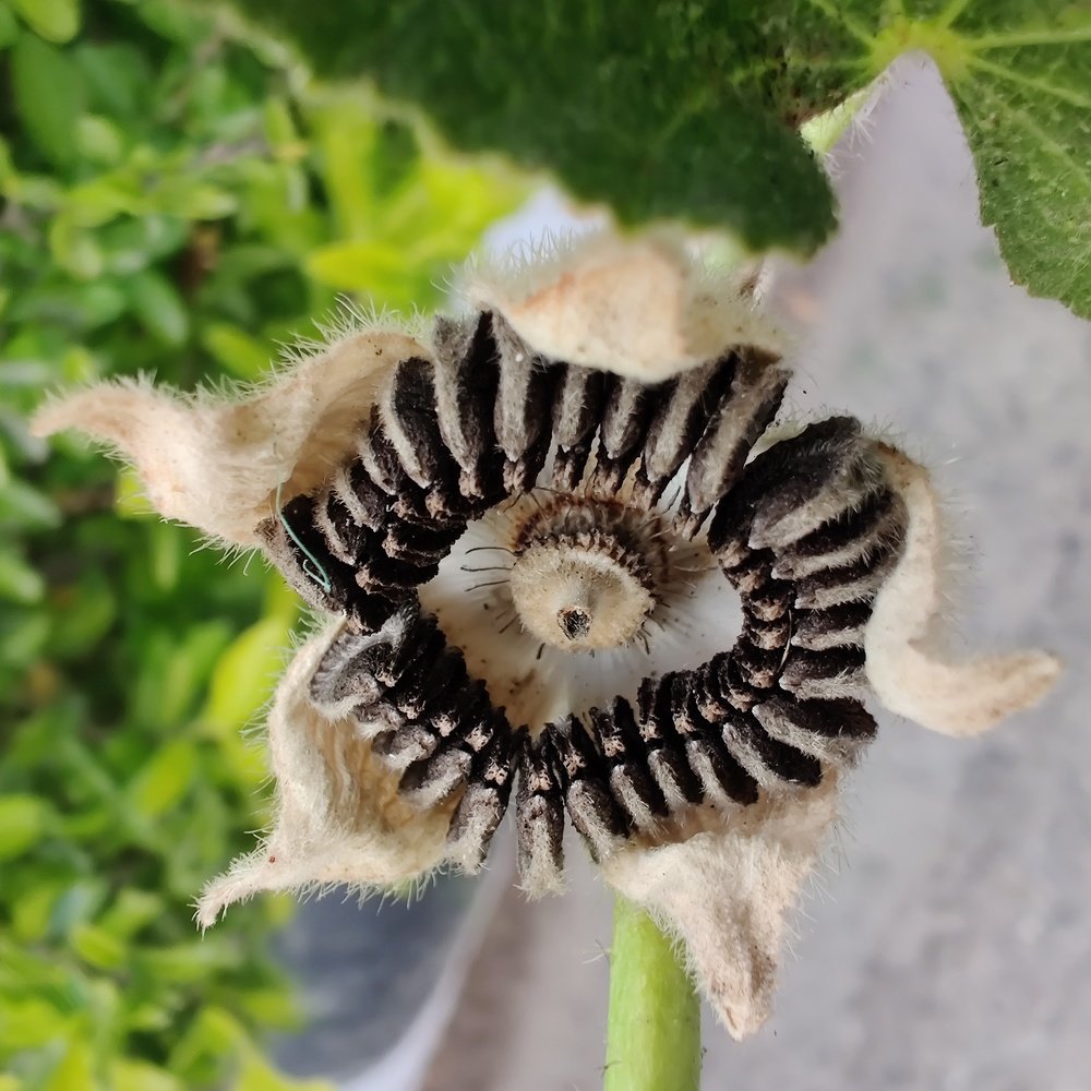 Photograph by vivek Kumar