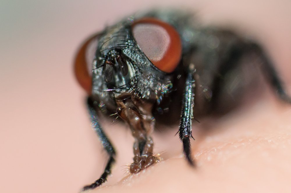 Face of fly with big red eyes in macro
