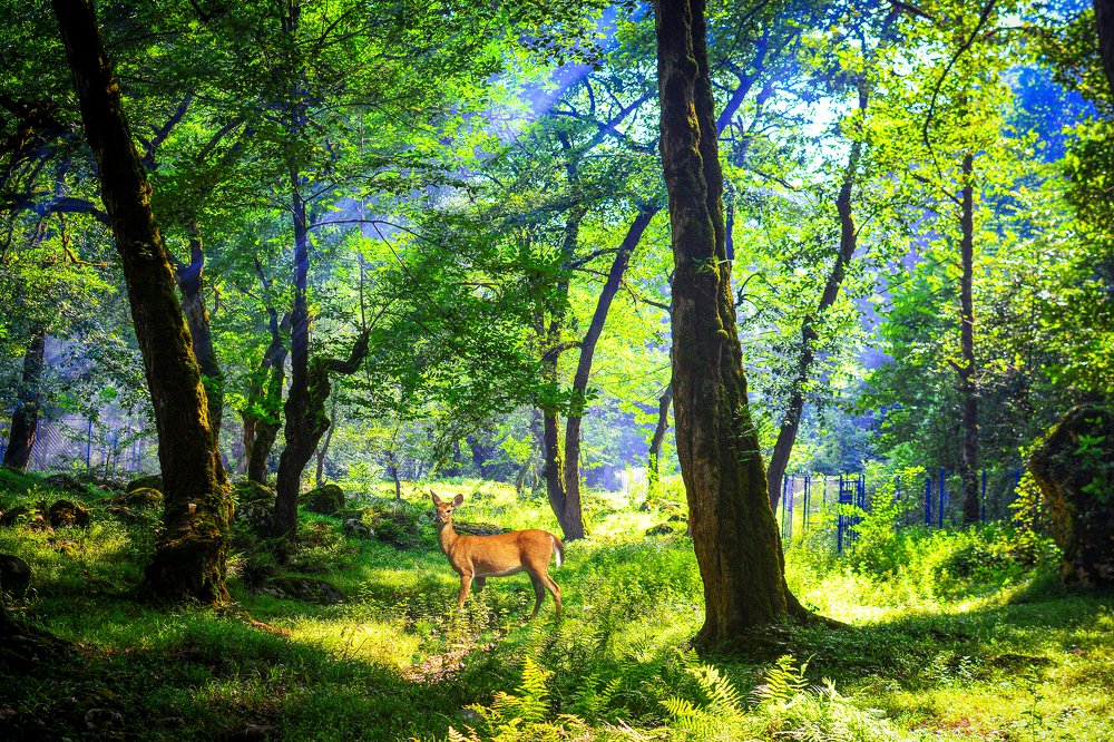 Photograph by Hikmat Alayashi