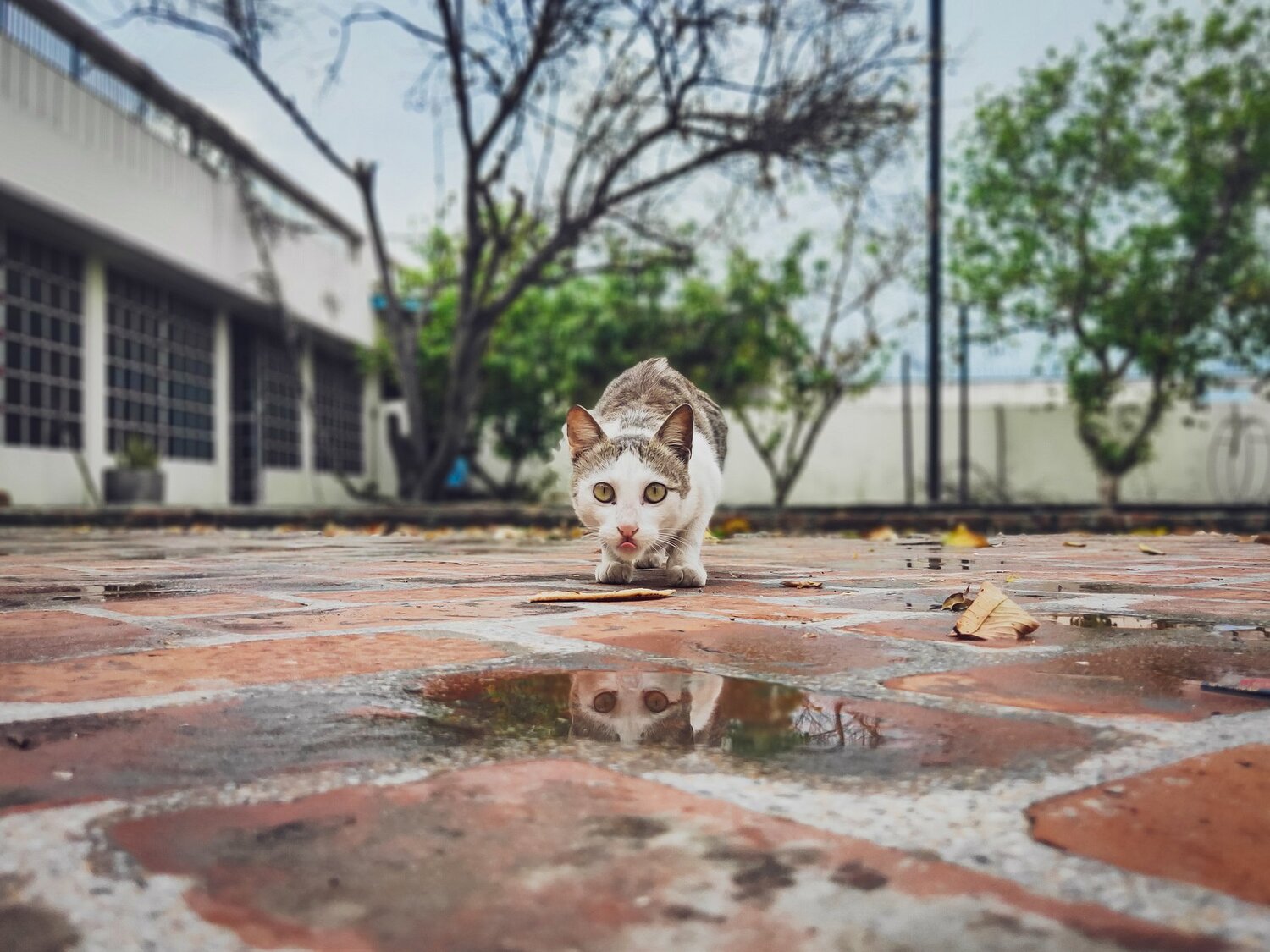 Stormy Eyed Stranger