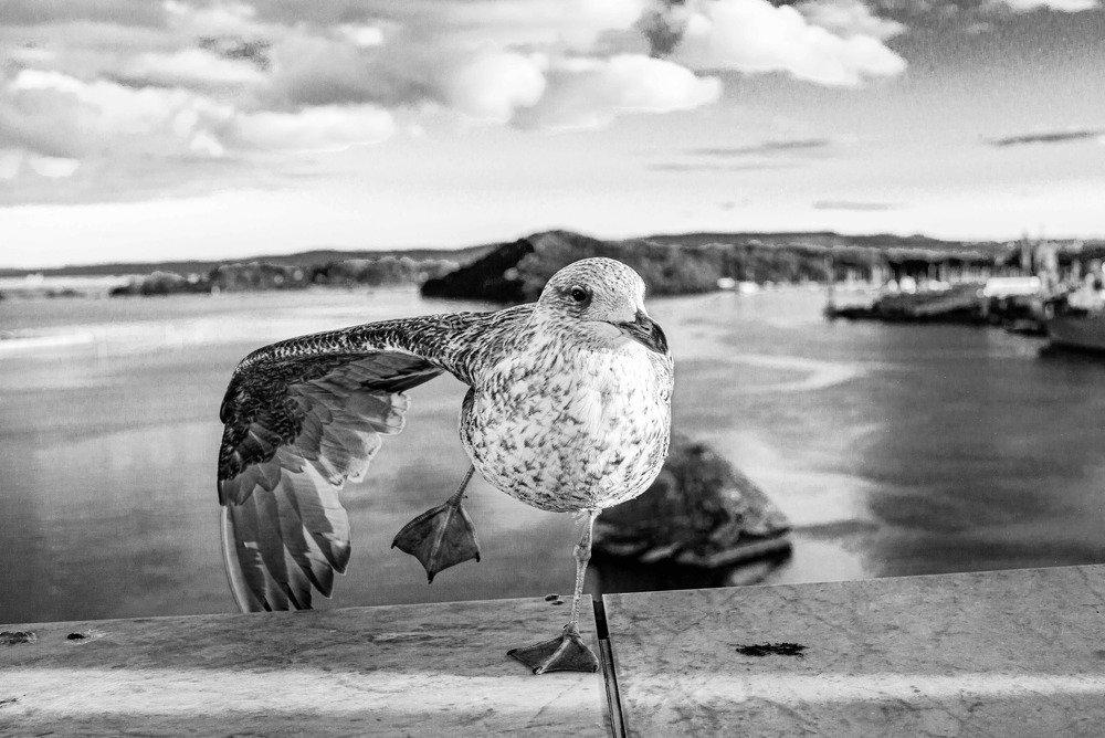 The seagull visiting the museum