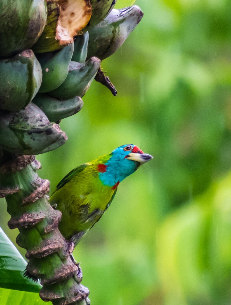 Blue Throated Barbet
