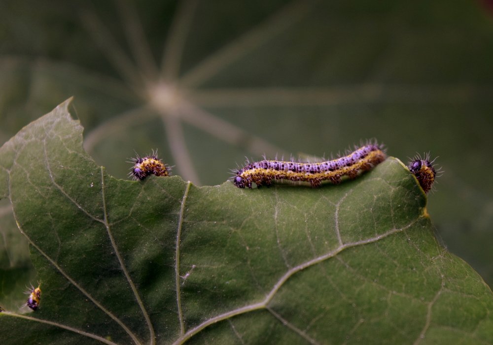 Photograph by Олег Губаревич