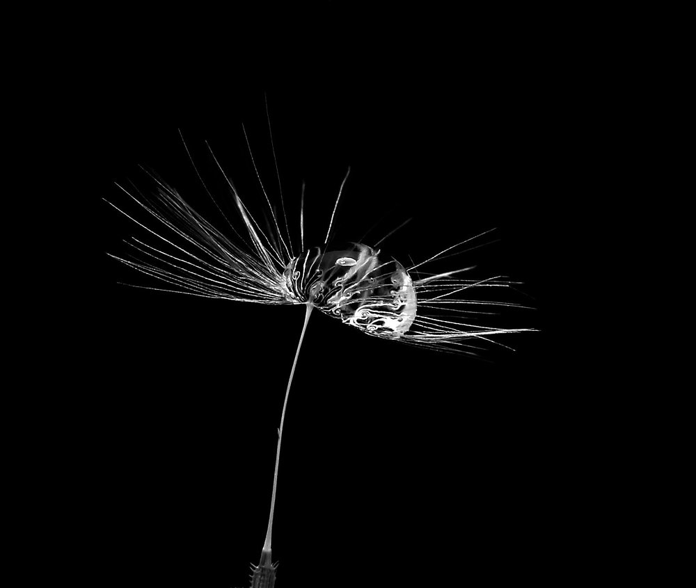 Photograph by Vincent PICCIOTTO