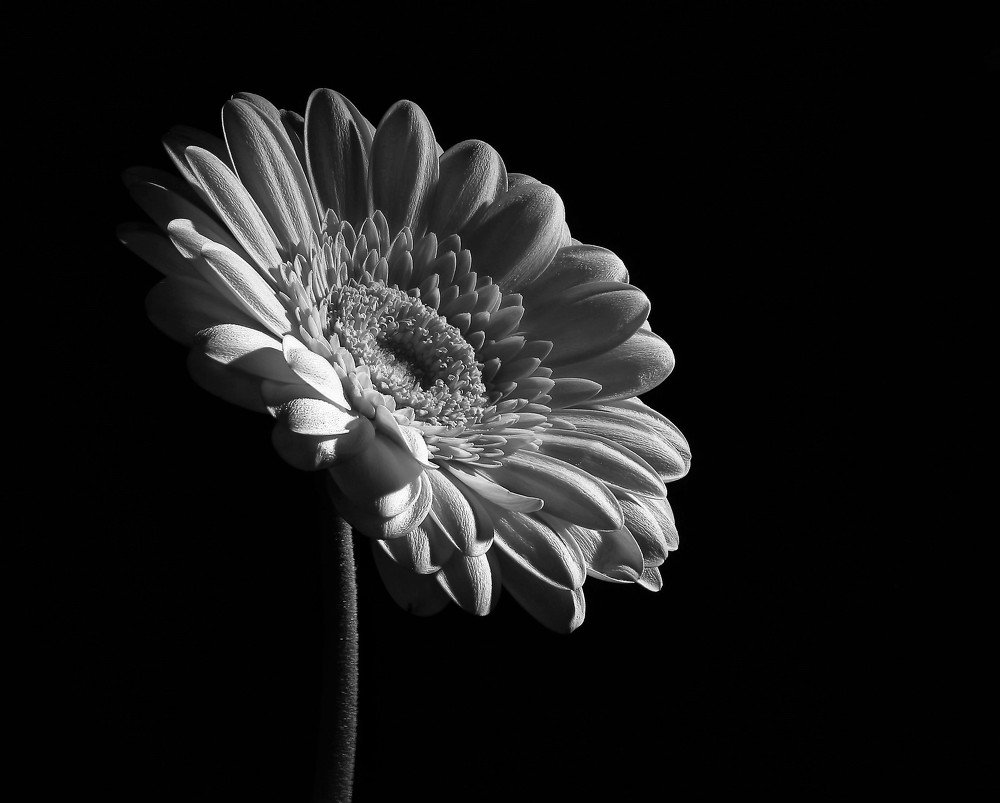 Photograph by Vincent PICCIOTTO