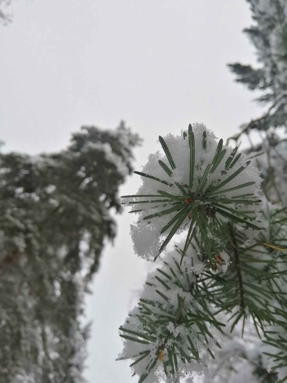 Photo #4554045