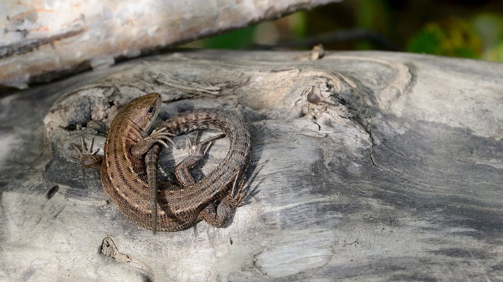 Photograph by Максим Романцев