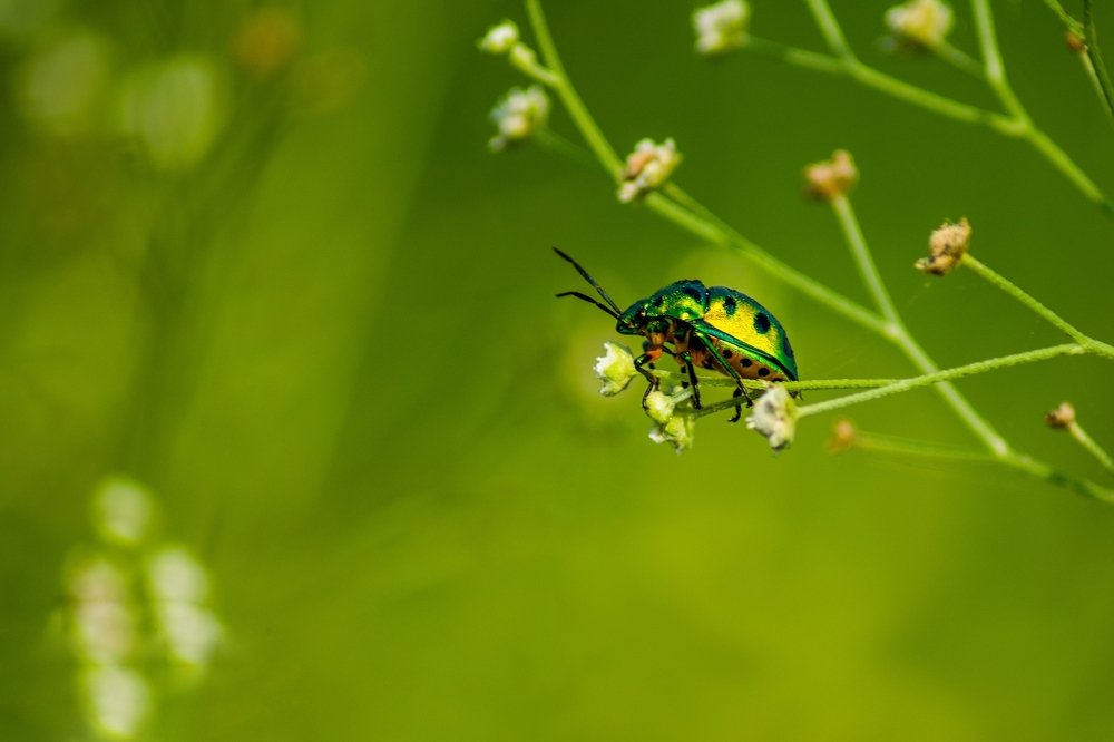 Фотография автора Mani