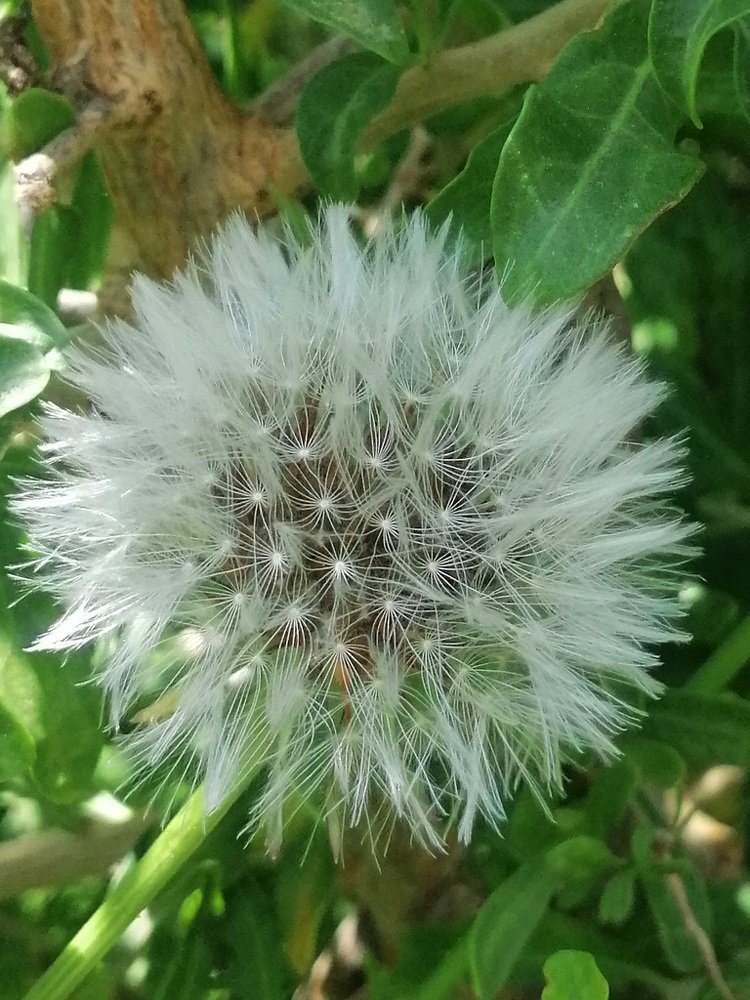 Dandelion head