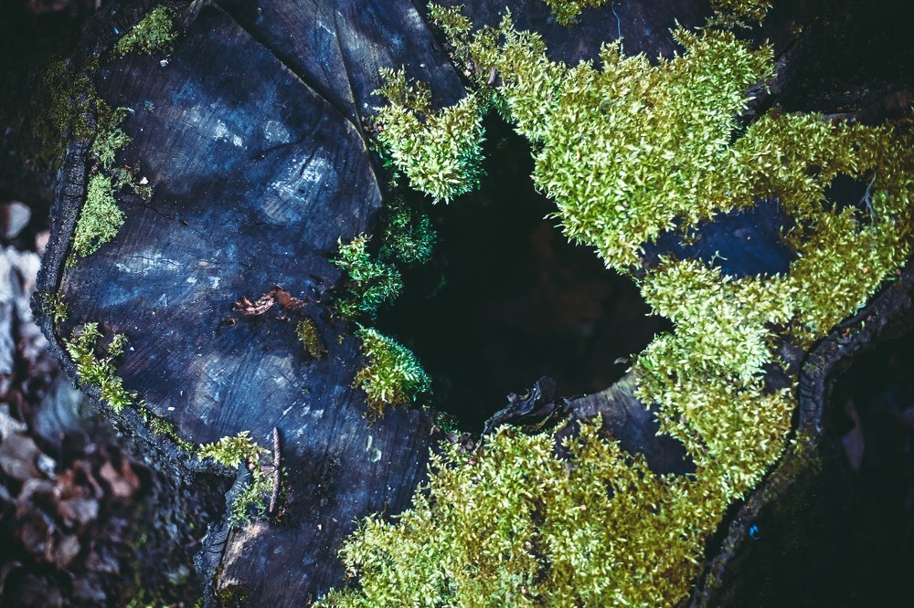 Photograph by Серова Екатерина