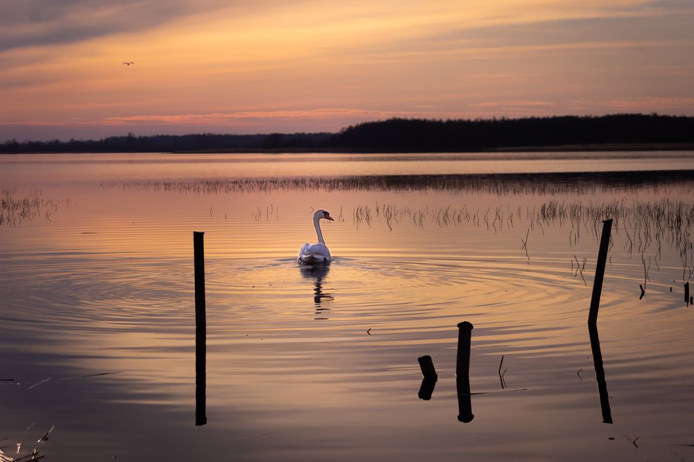 Photograph by Дмитрий Котов