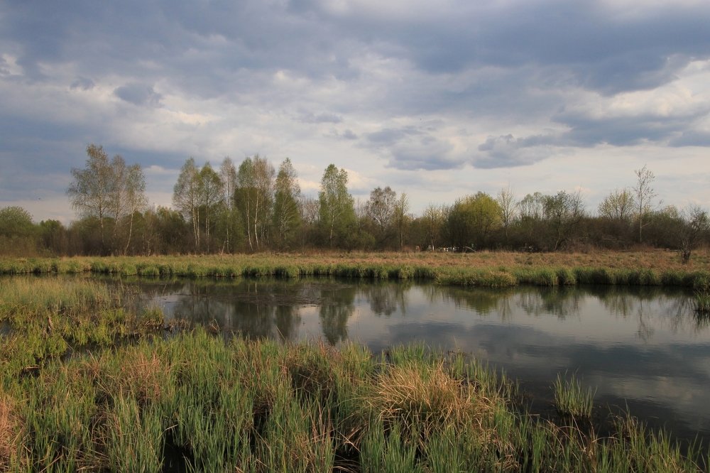 Meadows on the Młynówka River in Piła