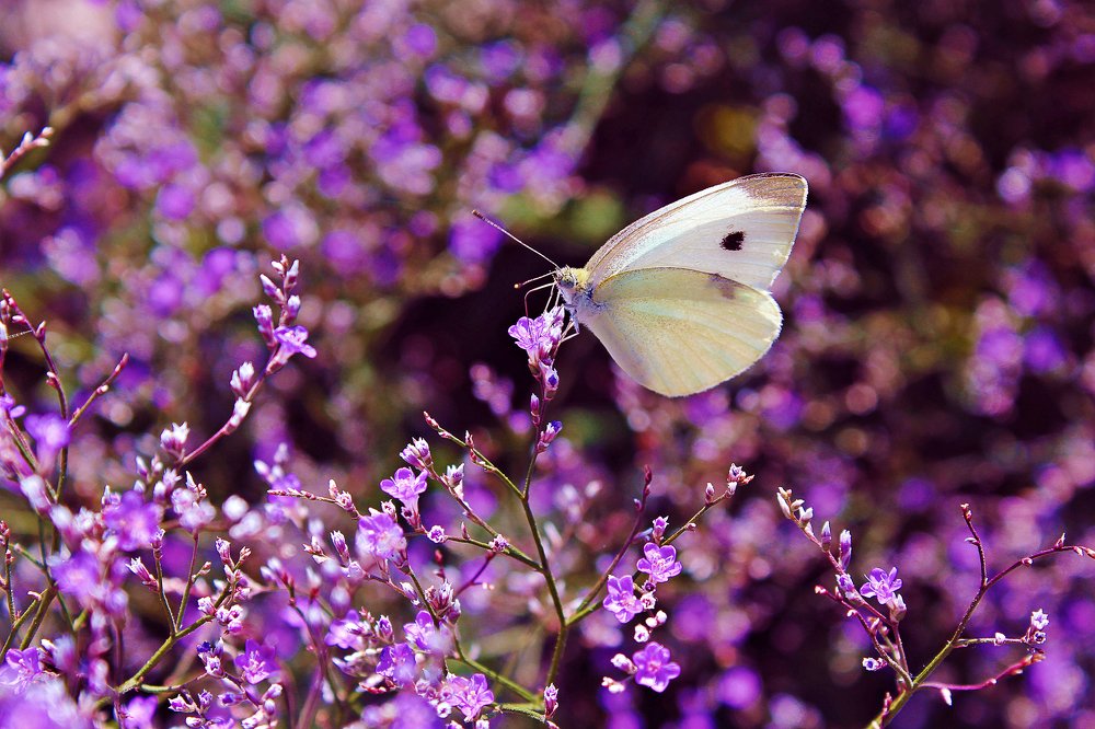 Photograph by Seda Felekoglu