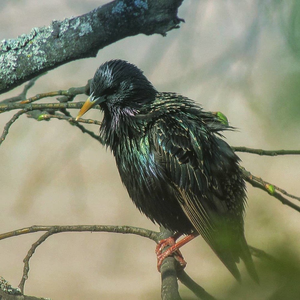 Певчая птица