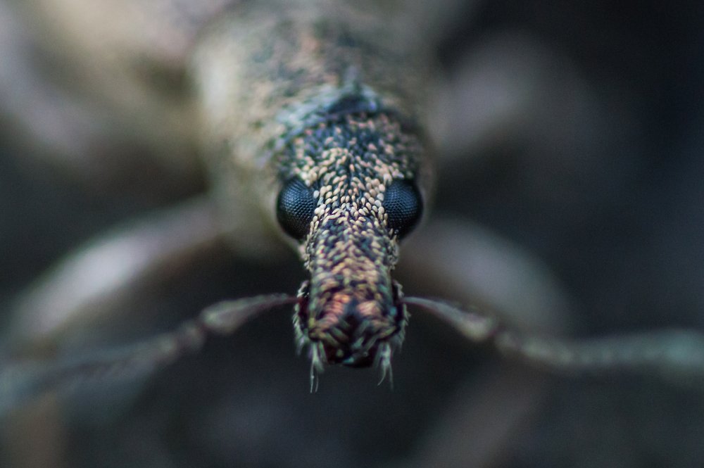 Face of weevil beetle in macro.