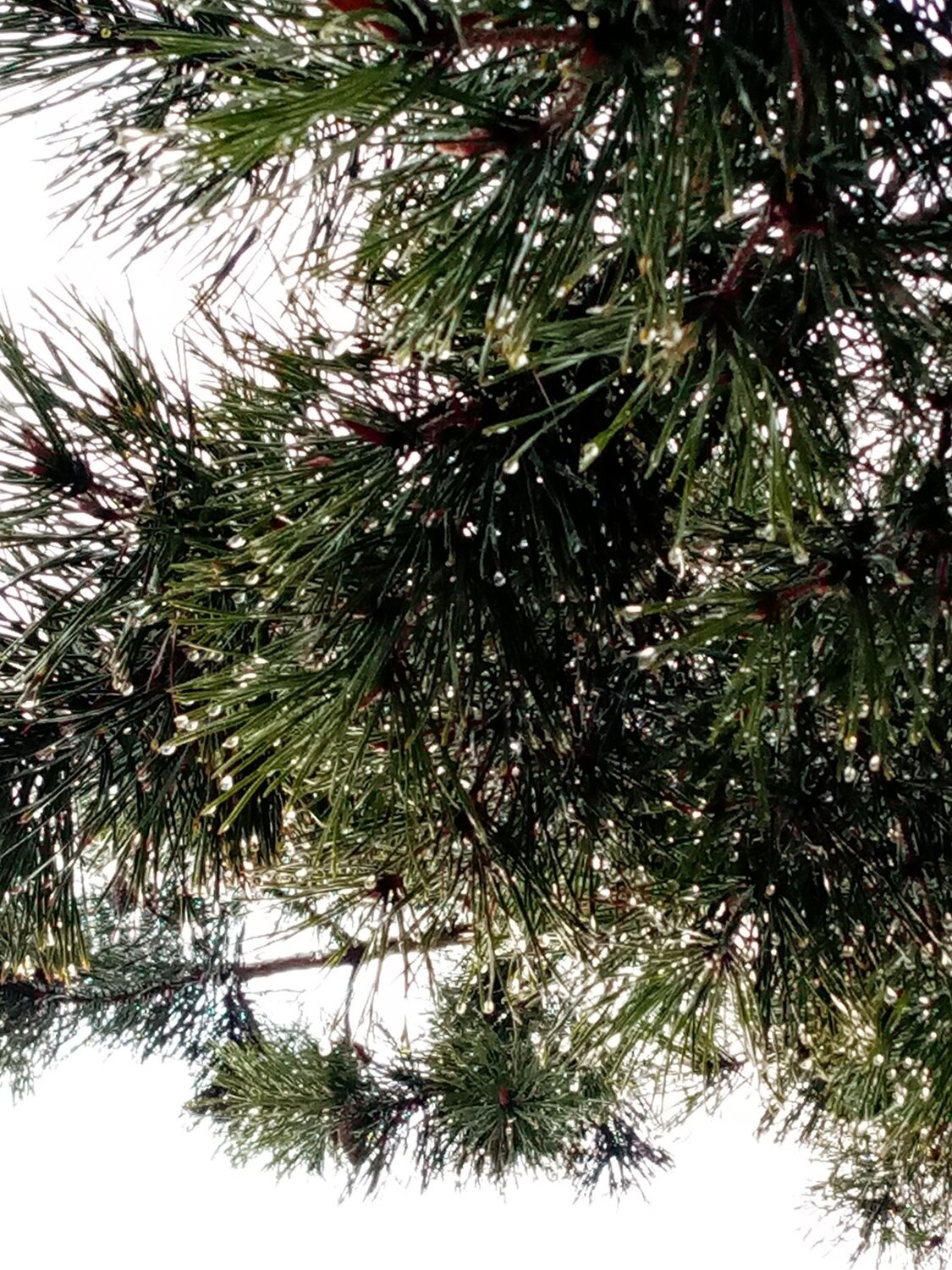 Photo #4555013