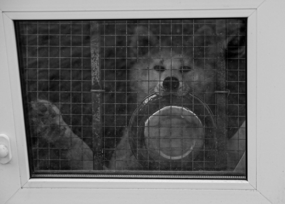 Photograph by Михаил Балабин