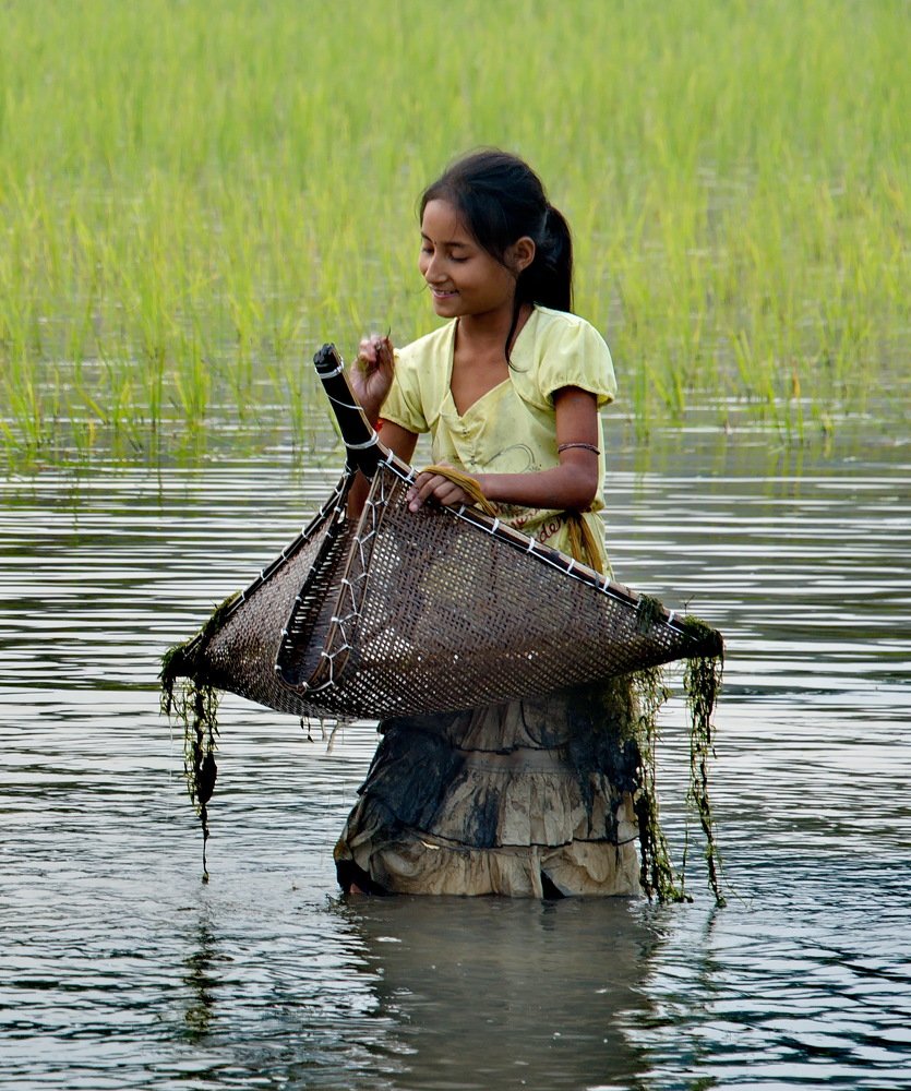 Рыбалка на рисовом поле