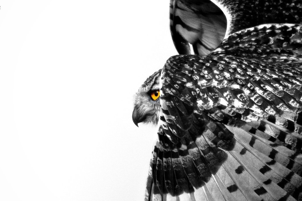 Photograph by parth kansara