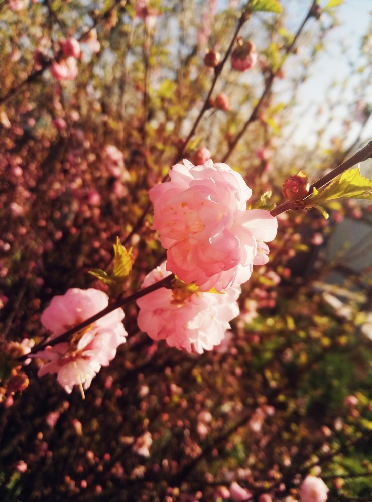 Photo #4555310