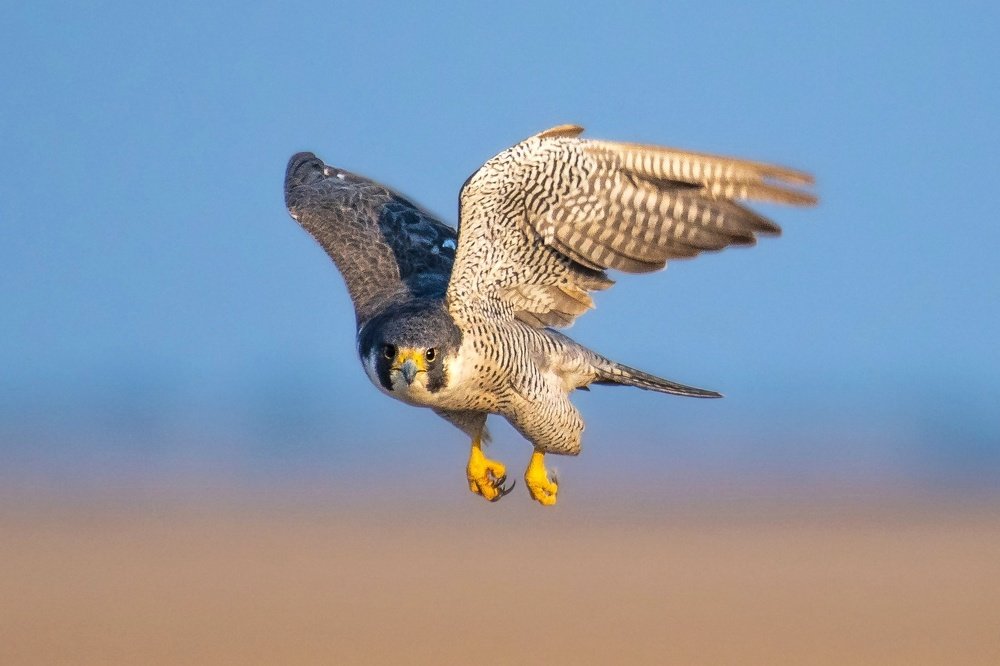 Tiercel on Hunt