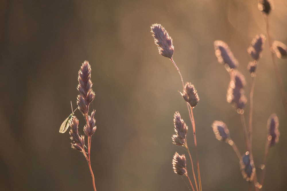 Photograph by Fritce