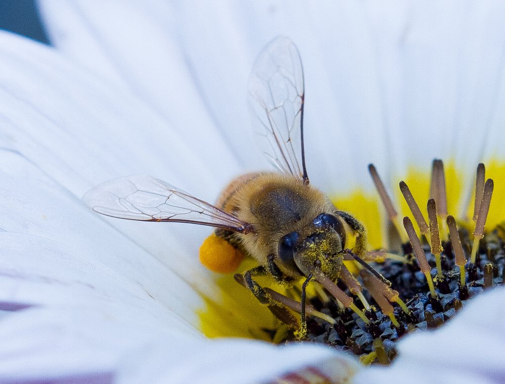 Photograph by Lian van den Heever