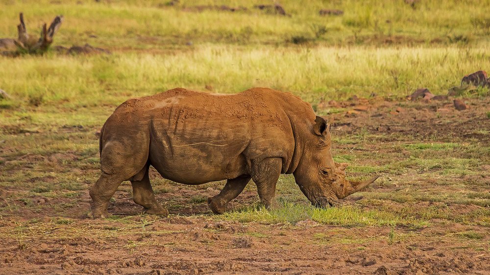 Photograph by Lian van den Heever