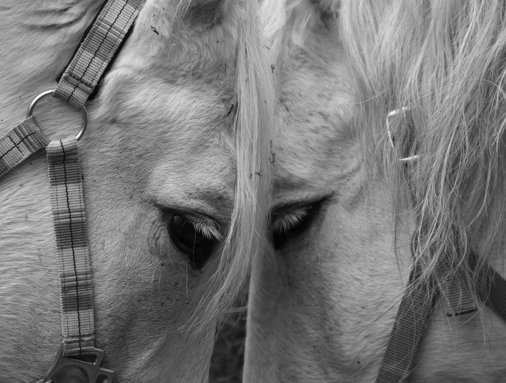 Photograph by Элен Рай