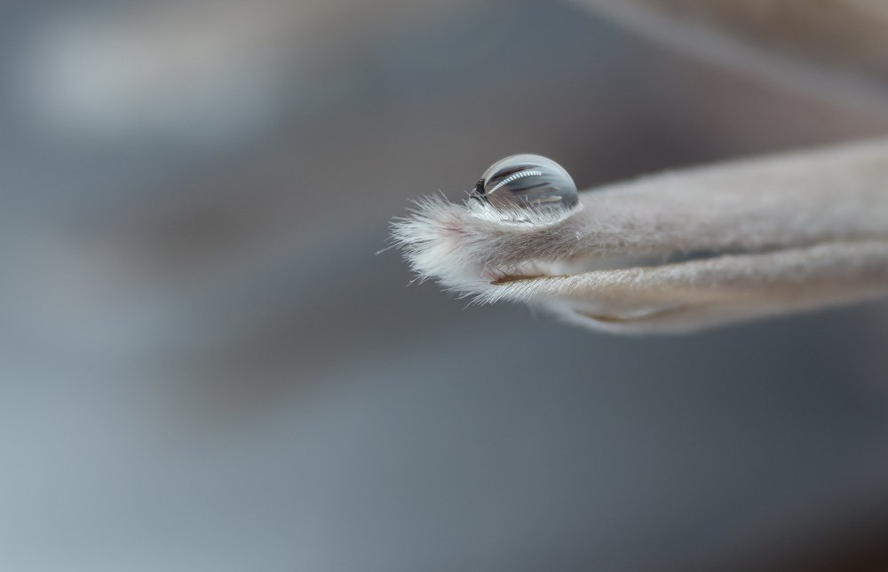 Капелька воды на цветке протеи