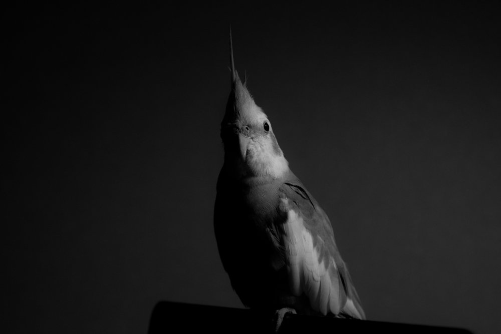 Фотография автора RW