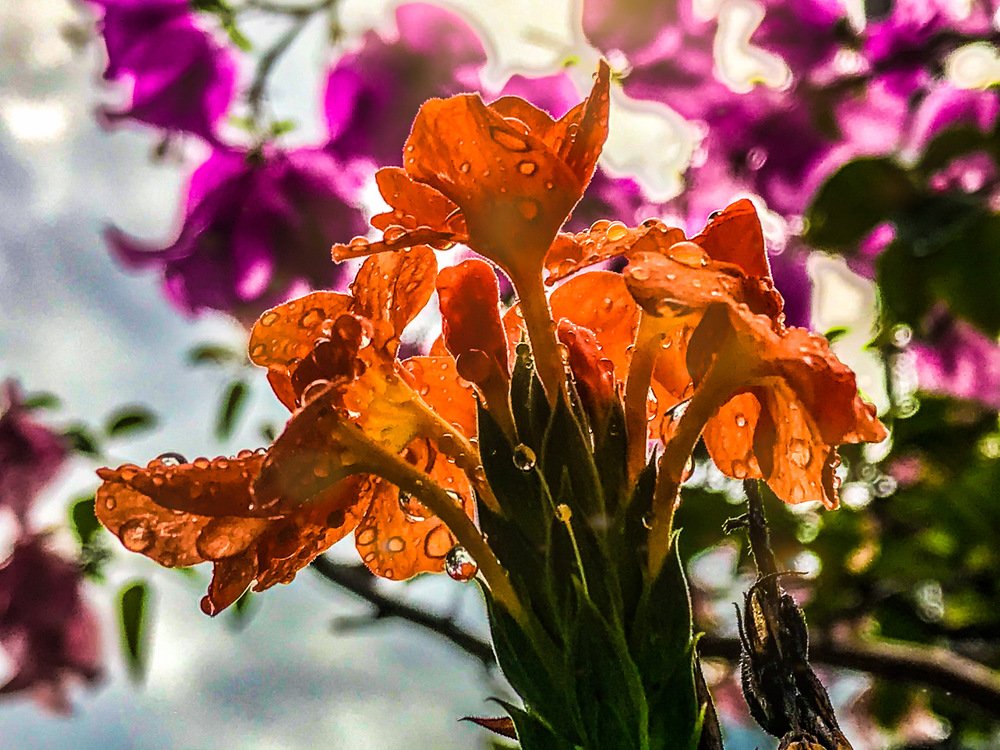 Photograph by SIVANESAN V